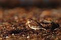 Snow bunting